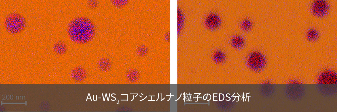 Au-WS₂コアシェルナノ粒子のEDS分析