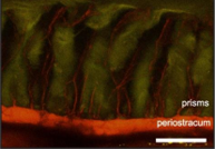 "Biomineralization as a Paradigm of Directional Solidification: A Physical Model for Molluscan Shell Ultrastructural Morphogenesis" in the September 2018 issue of Advanced Materials