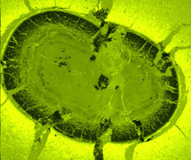Micro X-ray Fluorescence